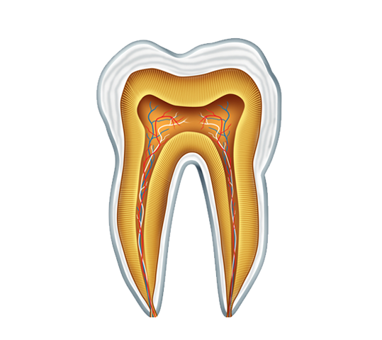 Root Canal Therapy Kitchener - Endodontic Treatment Kitchener